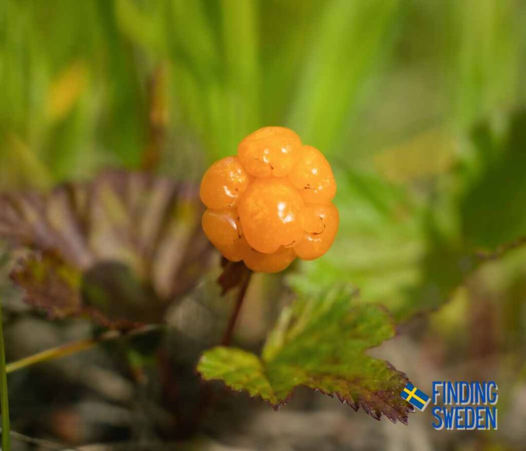 Cloudberries