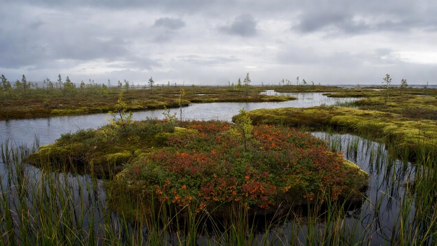 A cloudberry area in Sarek