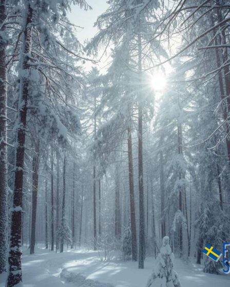 Finding Sweden - A Winter Forest