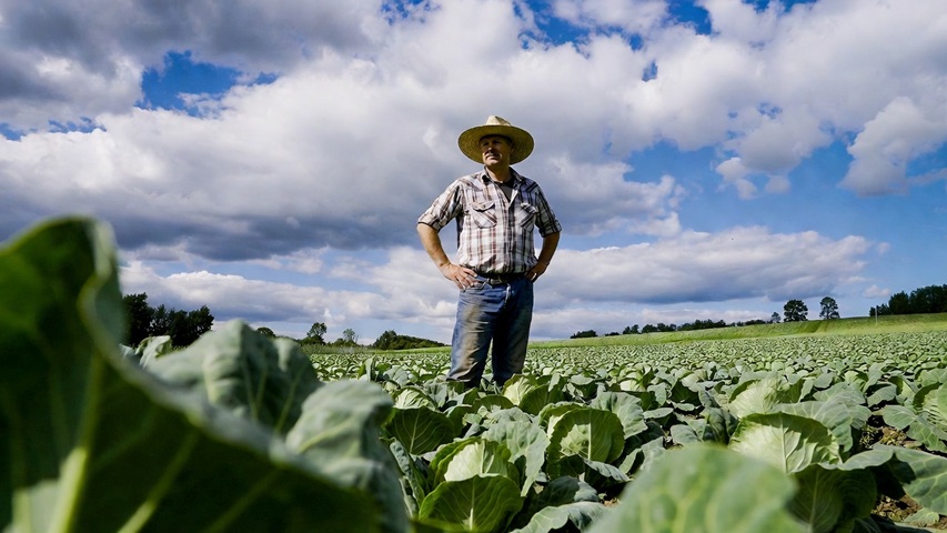 Swedish Farmer in a field of Cabbage